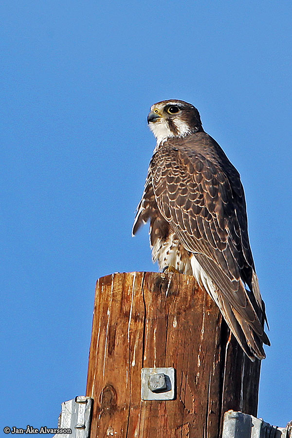 Prairie Falcon – Sonoran Images