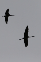 Grus grus; Common crane; Trana