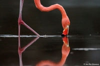 Phoenicopterus ruber; Caribbean flamingo; Karibisk flamingo