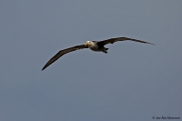 Phoebastria [Diomedea] irrorata; Waved albatross; Galapagosalbatross