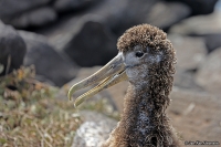 Phoebastria [Diomedea] irrorata; Waved albatross; Galapagosalbatross