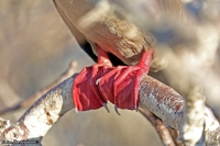Sula sula websteri; Red-footed booby; Rödfotad sula