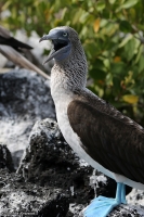 Sula nebouxii excisa; Blue-footed booby; Blåfotad sula