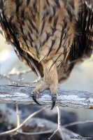 Asio flammeus galapagoensis; Short-eared owl; Galapagosjorduggla