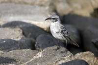 Nesomimus macdonaldi; Hood mockingbird; Españolahärmtrast