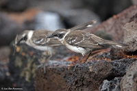 Nesomimus parvulus; Galapagos mockingbird; Galápagoshärmtrast