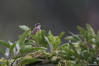 Zonotrichia capensis; Rufous-collared sparrow; Morgonsparv