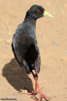 Amaurornis flavirostris; Black crake; Korprall