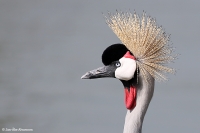 Balearica regulorum; Gray-crowned crane; Grå krontrana