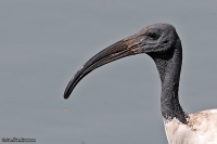 Threskiornis aethiopicus; Sacred ibis; Helig ibis
