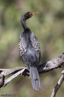 Phalacrocorax africanus; Reed [Long-tailed] cormorant; Långstjärtad skarv