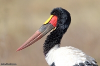 Ephippiorhynchus senegalensis; Saddle-billed stork; Sadelnäbbsstork