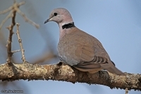 Streptopelia capicola; Ring-necked dove; Kapturturduva