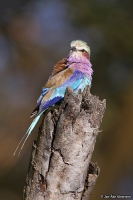 Coracias caudata; Lilac-breasted roller; Lilabröstad blåkråka
