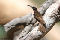 Chalcomitra senegalensis; Scarlet-chested sunbird; Karmosinbröstad solfågel