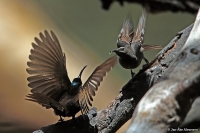Chalcomitra senegalensis; Scarlet-chested sunbird; Karmosinbröstad solfågel