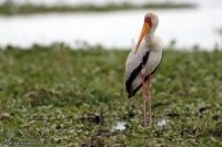 Mycteria ibis; Yellow-billed stork; Afrikansk ibisstork