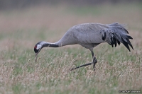 Grus grus; Common crane; Trana