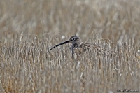 Numenius arquata; Eurasian curlew; Storspov