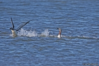 Gavia stellata; Red-throated loon; Smålom