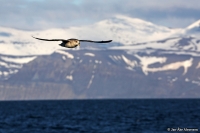 Fulmarus glacialis; Northern fulmar; Stormfågel