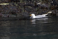 Larus hyperboreus; Glaucous gull; Vittrut