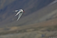Sterna paradisaea; Arctic tern; Silvertärna