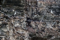 Uria lomvia; Thick-billed murre [Brünnich's guillemot]; Spetsbergsgrissla