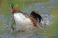 Aix galericulata; Mandarin duck; Mandarinand