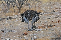 Struthio camelus; Common ostrich; Struts