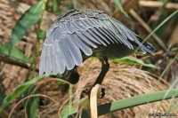 Butorides striata; Striated [Mangrove] [Green-backed] heron; Mangrovehäger