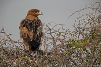 Aquila rapax; Tawny eagle; Savannörn
