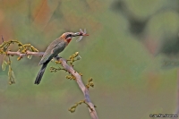 Merops bullockoides; White-fronted bee-eater; Vitpannad biätare