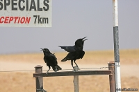 Corvus capensis; Cape [Black] crow [rook]; Kapråka