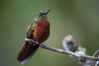 Boissonneaua matthewsii; Chestnut-breasted coronet; Kastanjebröstad kolibri