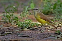 Tyrannus melancholicus; Tropical kingbird; Tropisk kungstyrann