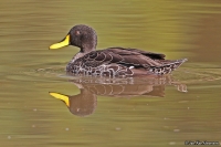 Anas undulata; Yellow-billed duck; Gulnäbbad and