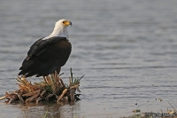Haliaeetus vocifer; African fish-eagle; Skrikhavsörn