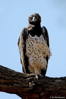Polemaetus bellicosus; Martial eagle; Stridsörn