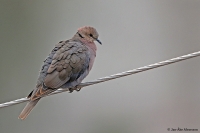 Streptopelia semitorquata; Red-eyed dove; Rödögd duva