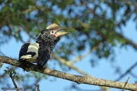 Bycanistes brevis; Silvery-cheeked hornbill; Silverkindad näshornsfågel