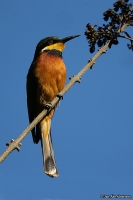 Merops oreobates; Cinnamon-chested bee-eater; Bergbiätare