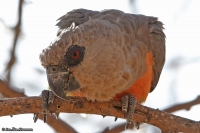 Poicephalus rufiventris; Red-bellied [African orange-bellied] parrot; Rödbukig papegoja