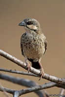 Plocepasser donaldsoni; Donaldson-Smith's sparrow-weaver; Vitkindad sparvvävare