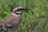 Mimus longicaudatus; Long-tailed mockingbird; Långstjärtad härmtrast