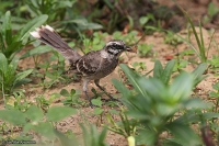 Mimus longicaudatus; Long-tailed mockingbird; Långstjärtad härmtrast