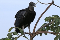 Coragyps atratus; American black vulture; Korpgam