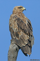 Aquila rapax; Tawny eagle; Savannörn