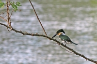 Chloroceryle americana; Green kingfisher; Grön kungsfiskare