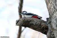 Dendrocopos major; Great spotted woodpecker; Större hackspett
